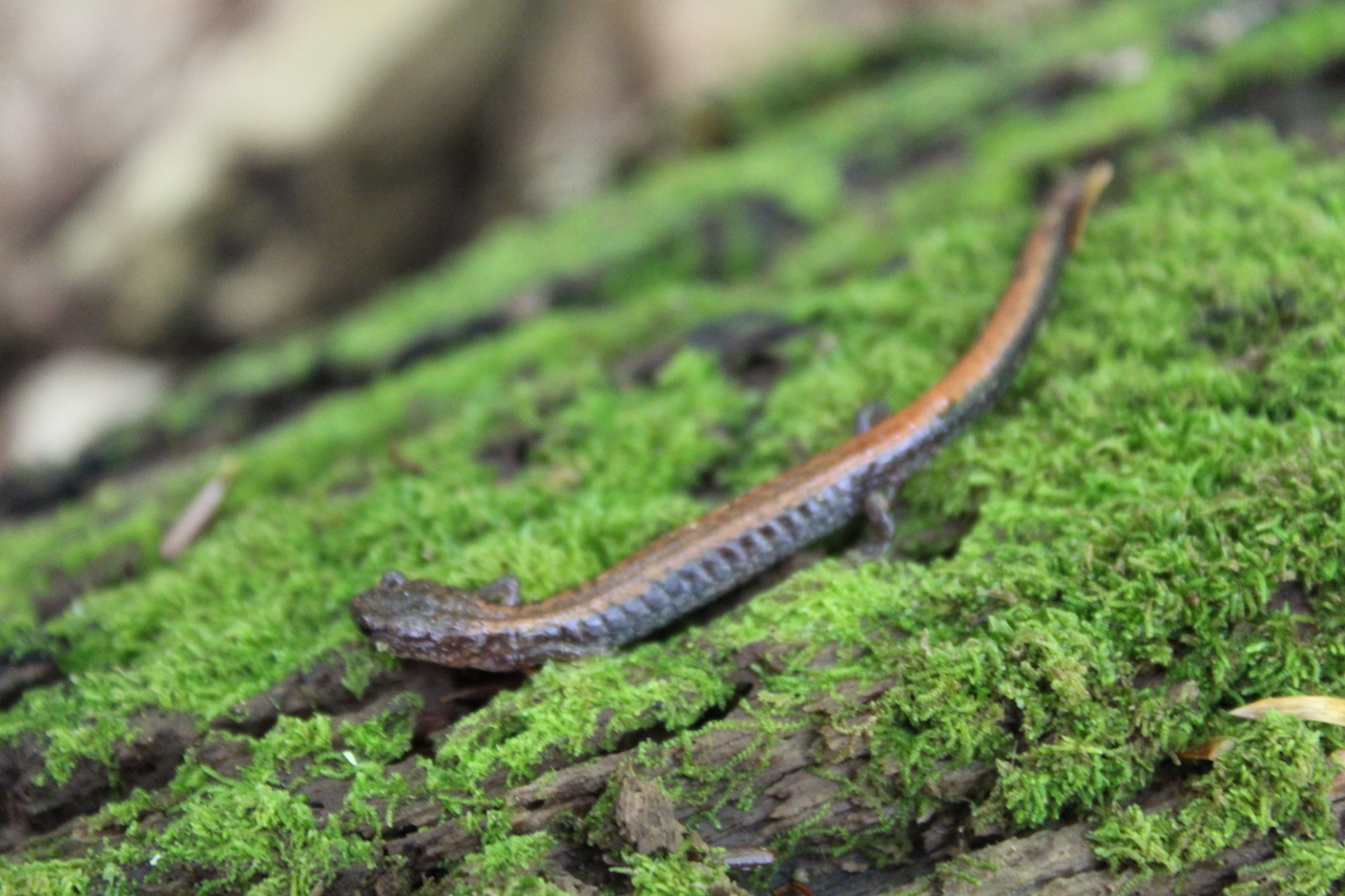 Red Backed Salamander