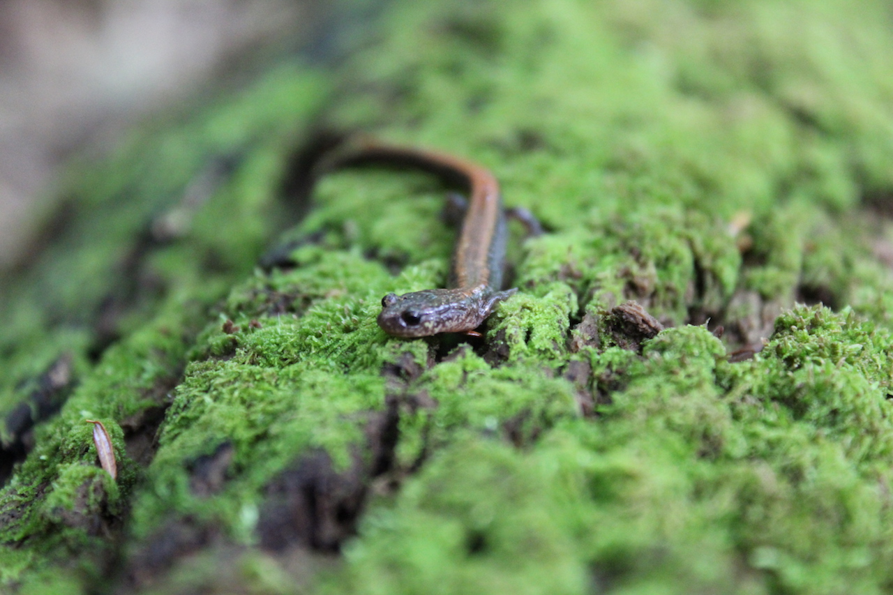 Red Backed Salamander