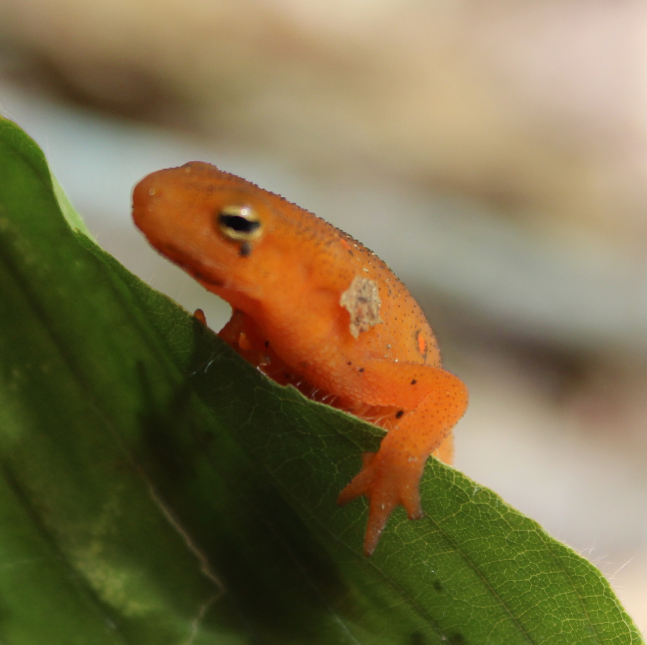 Red Eft