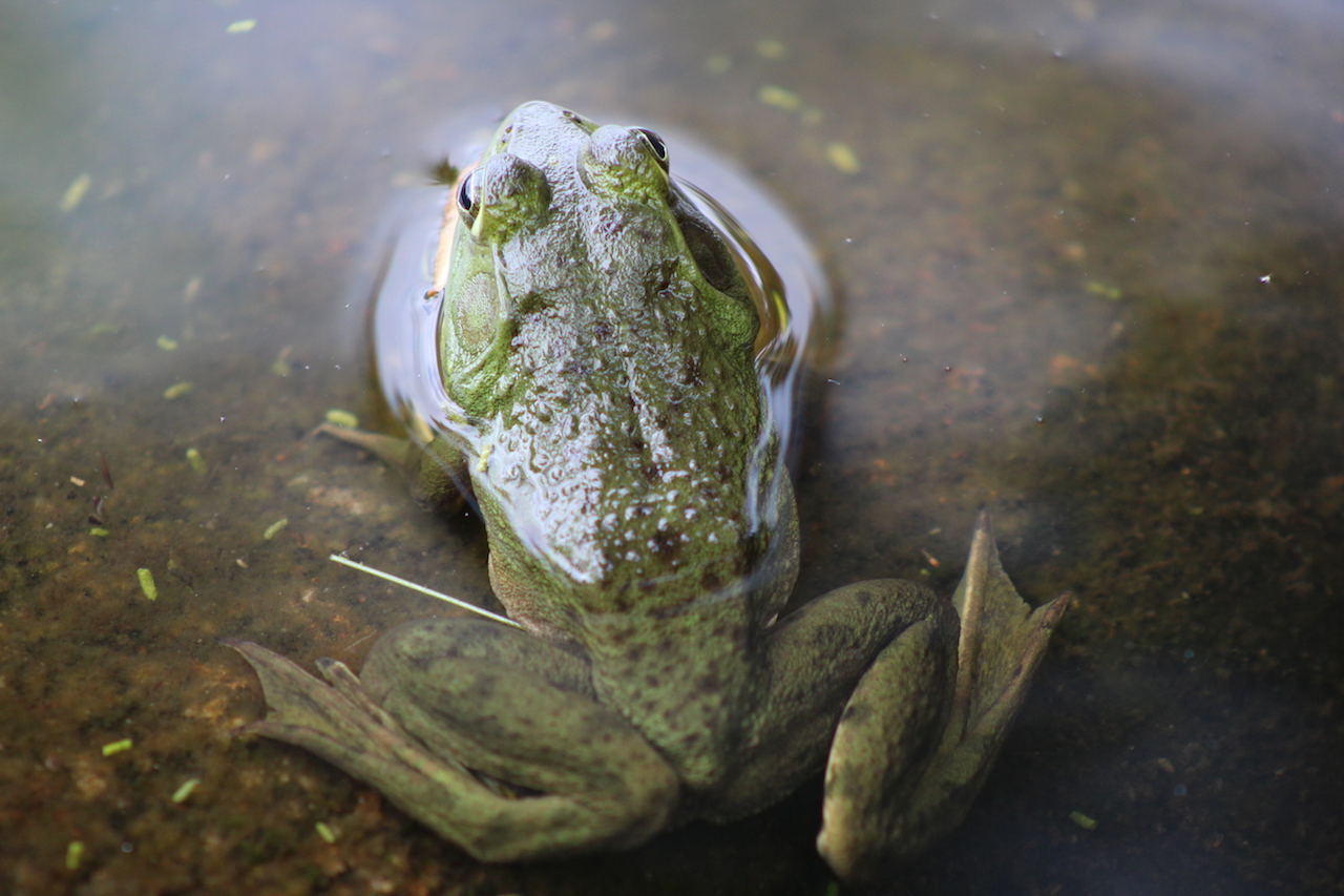 Either Green Frog or Bullfrog