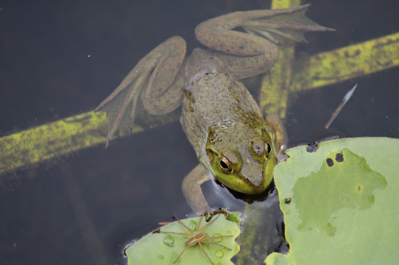 Either Green Frog or Bullfrog