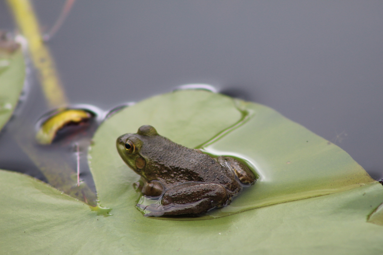 Either Green Frog or Bullfrog