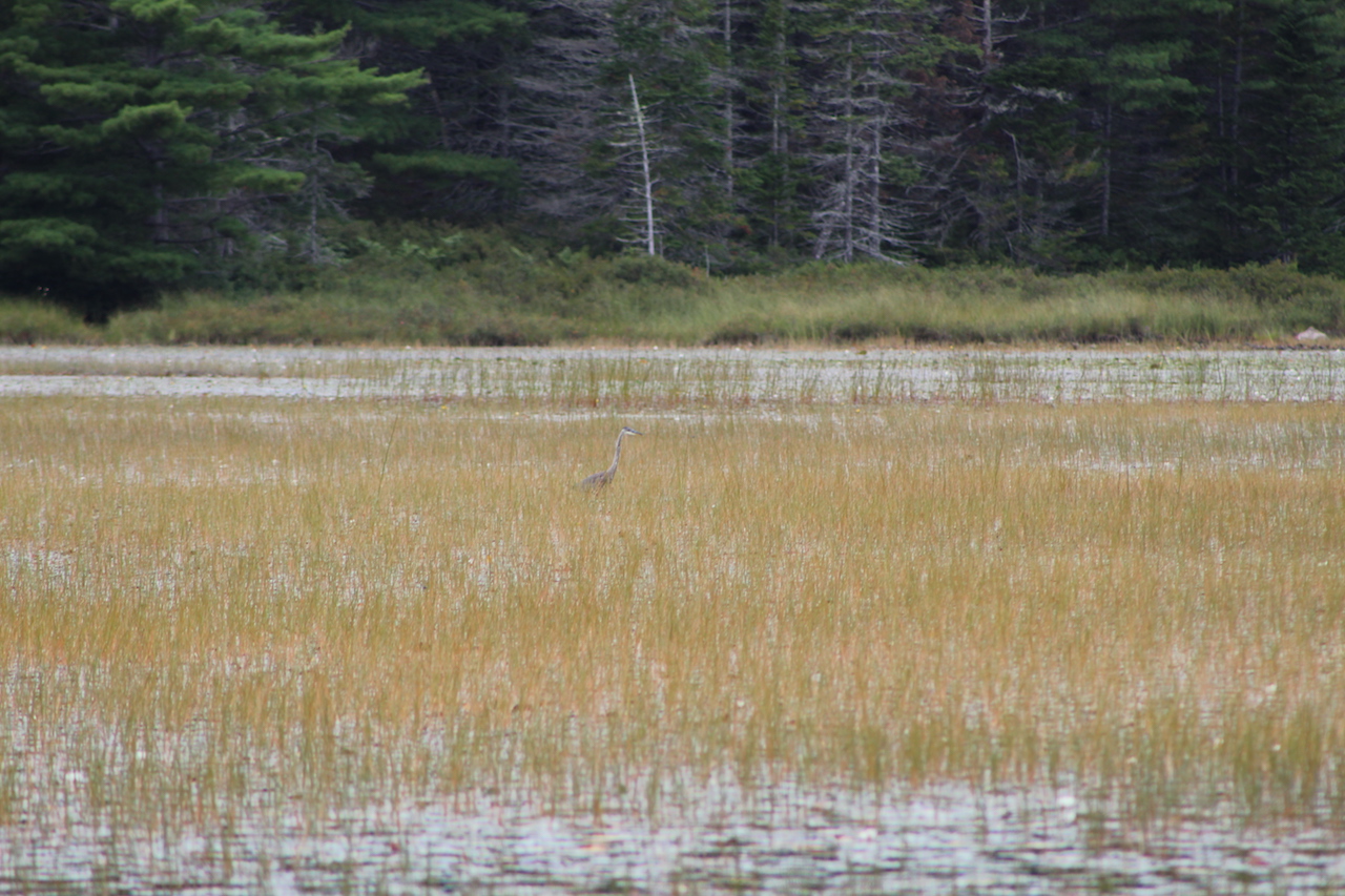 Greater Blue Heron