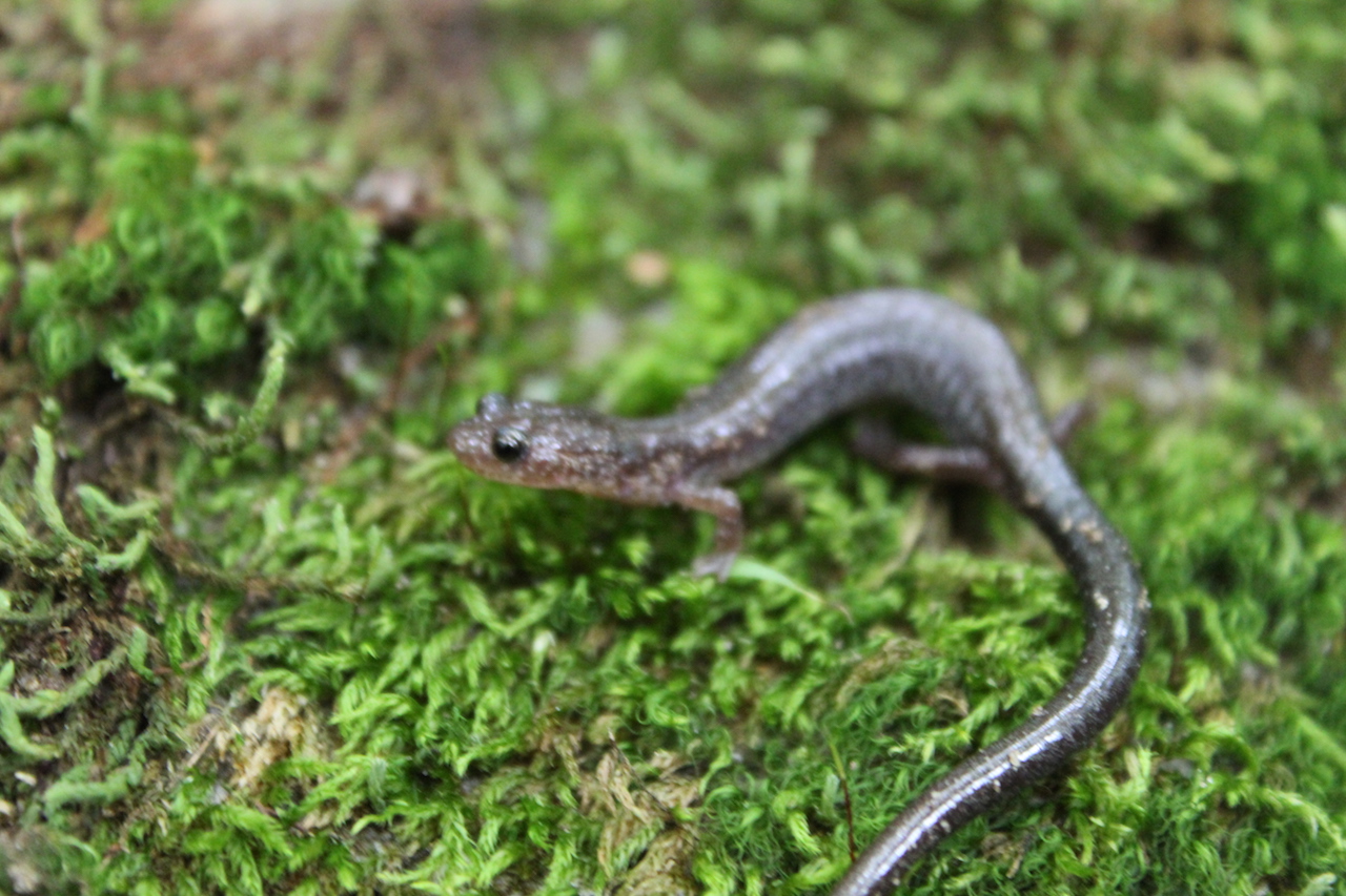 Lead Variation of the Red Backed Salamander