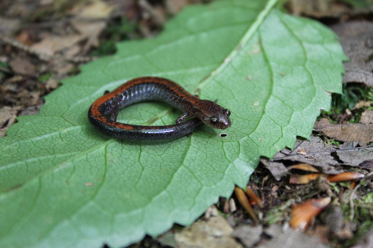 Red Backed Salamander