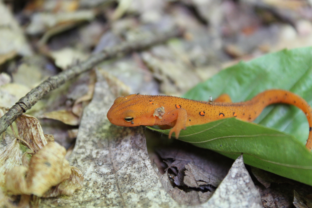 Red Eft