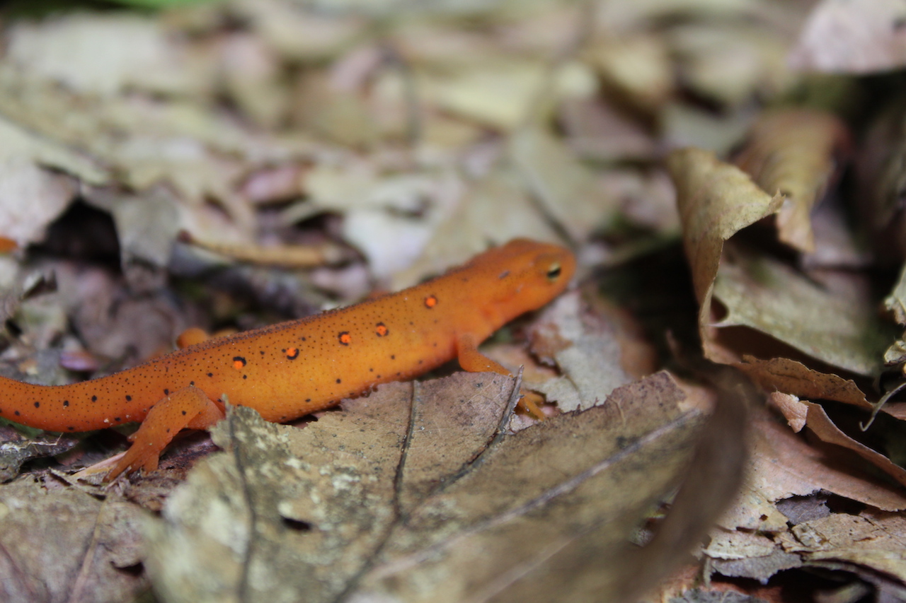 Red Eft