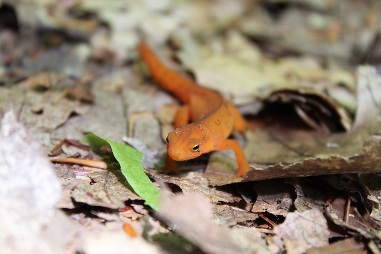 Red Eft