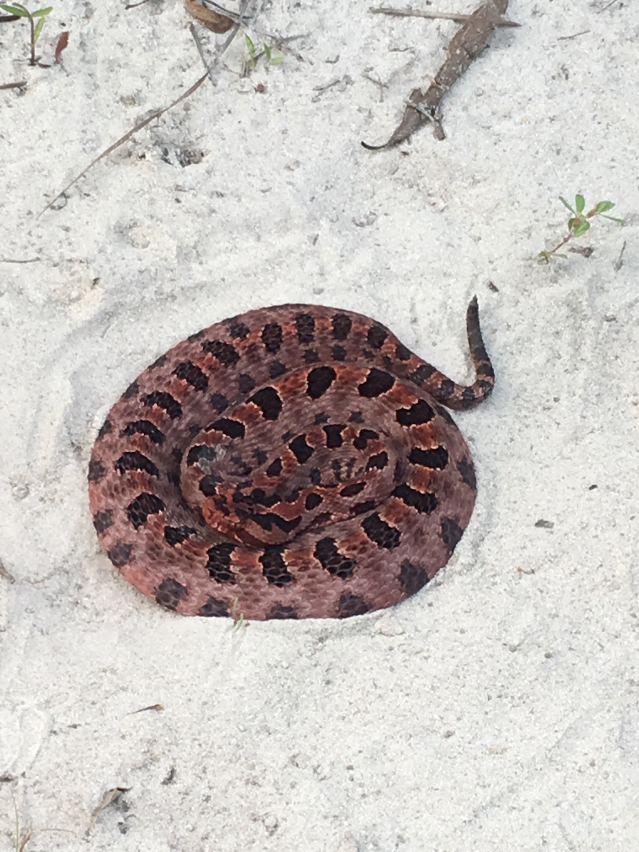 Pygmy Rattlesnake