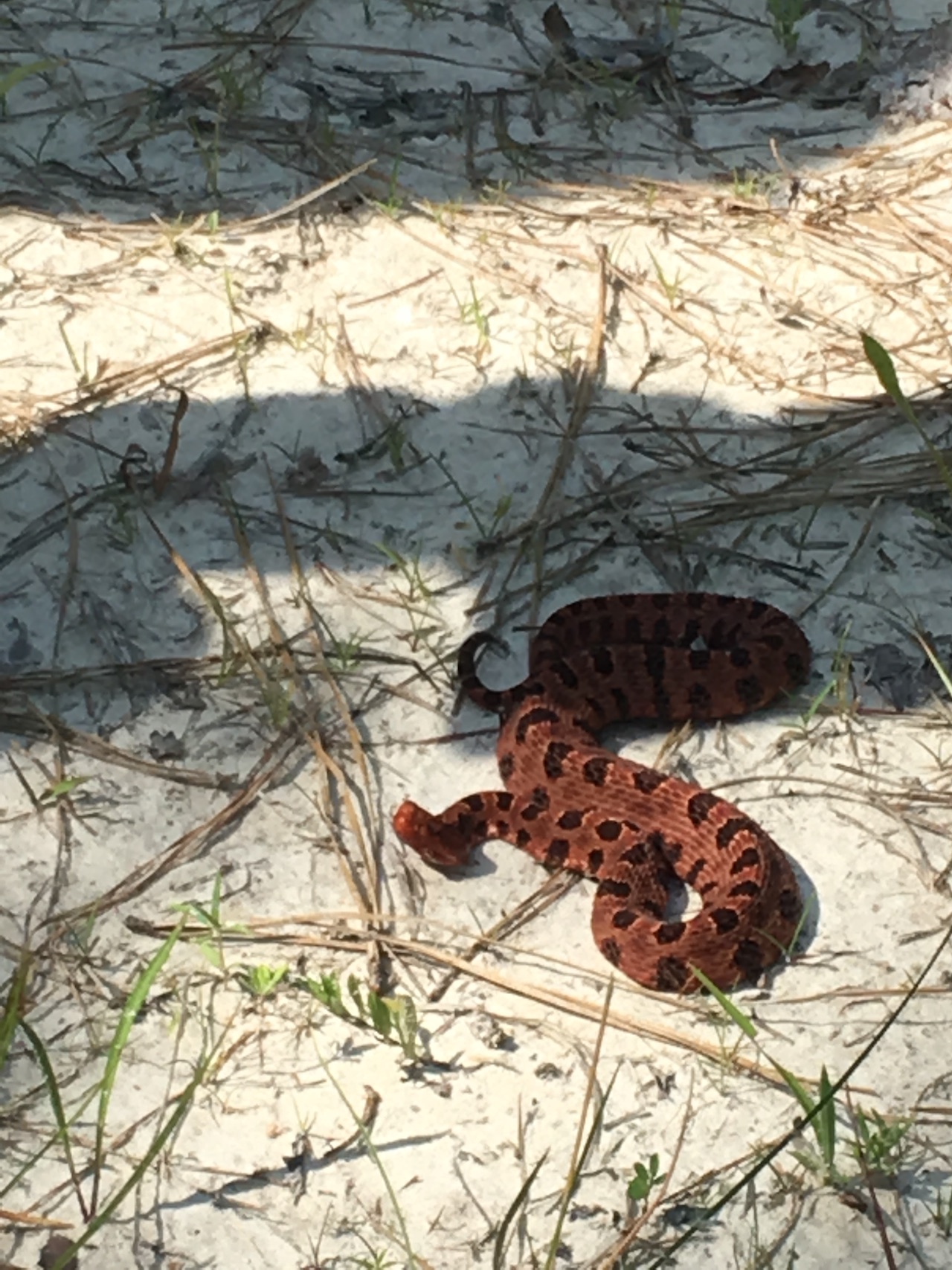 Pygmy Rattlesnake