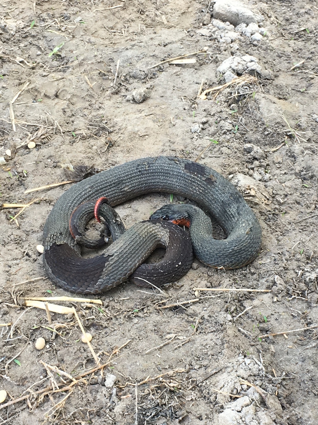 Red Bellied Water Snake