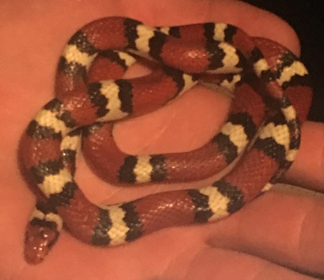 Scarlet Kingsnake