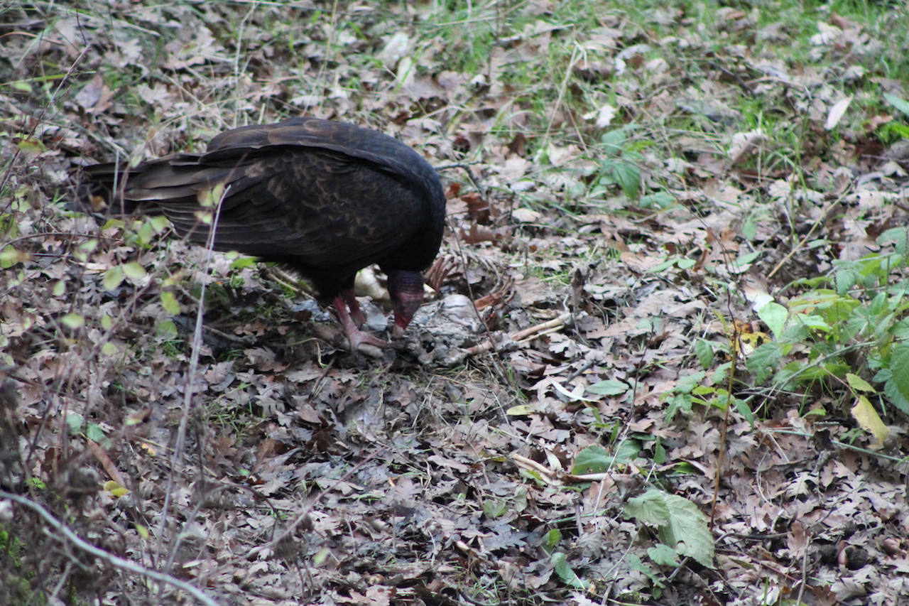 Turkey Vulture Feeding