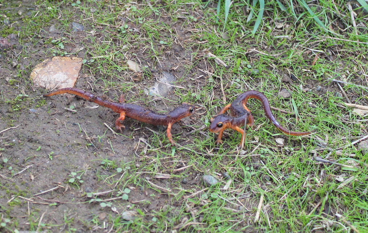 Yellow-Eyed Ensatina