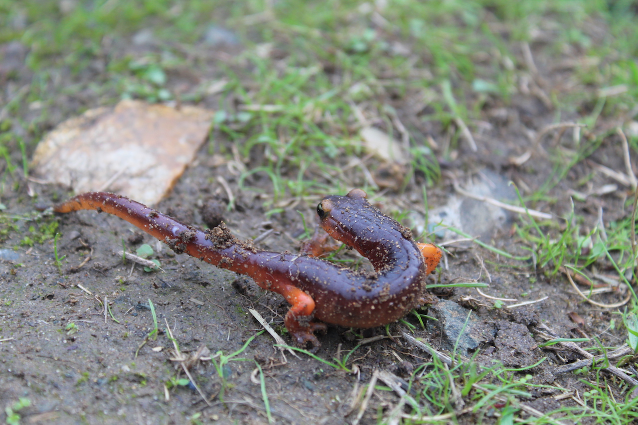 Yellow-Eyed Ensatina