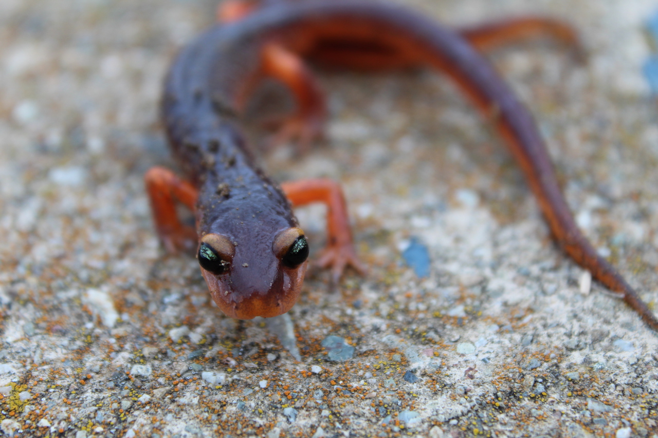 Yellow-Eyed Ensatina