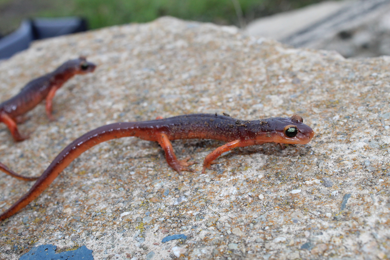 Yellow-Eyed Ensatina