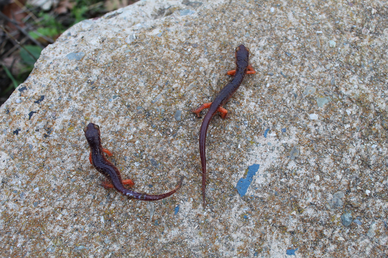 Yellow-Eyed Ensatina