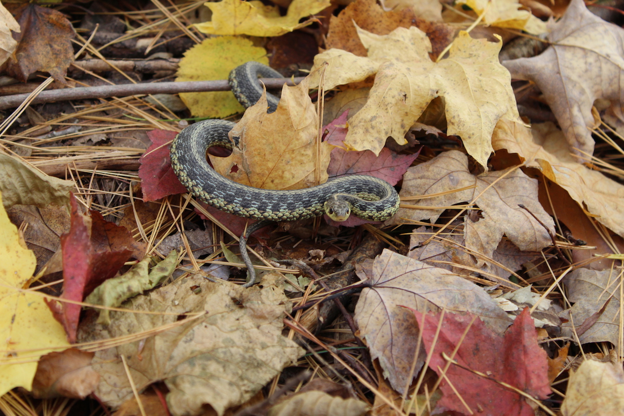 Checkered Eastern Garter Snake