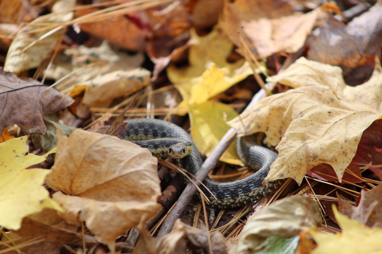 Checkered Eastern Garter Snake