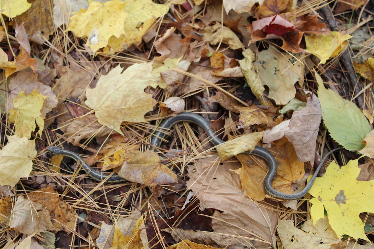 Eastern Garter Snake