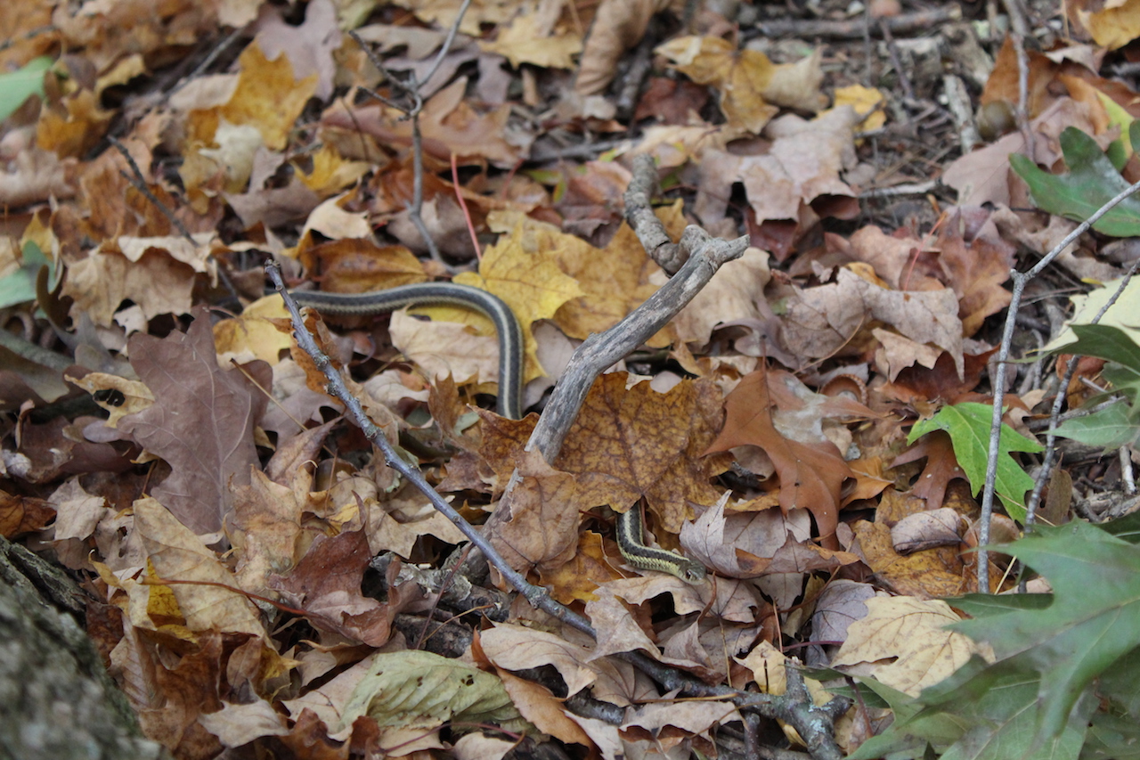 Eastern Garter Snake