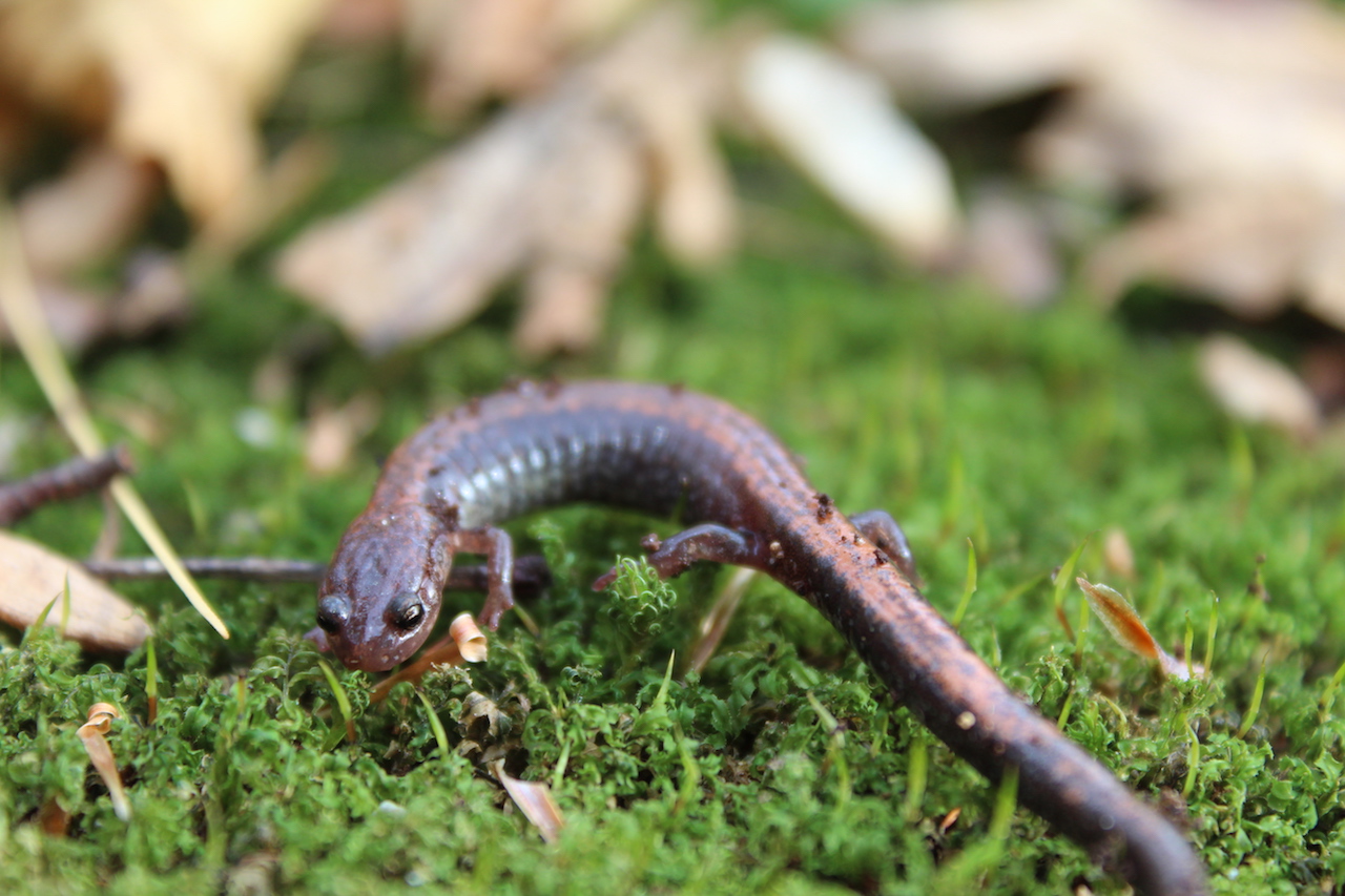 Red Backed Salamander