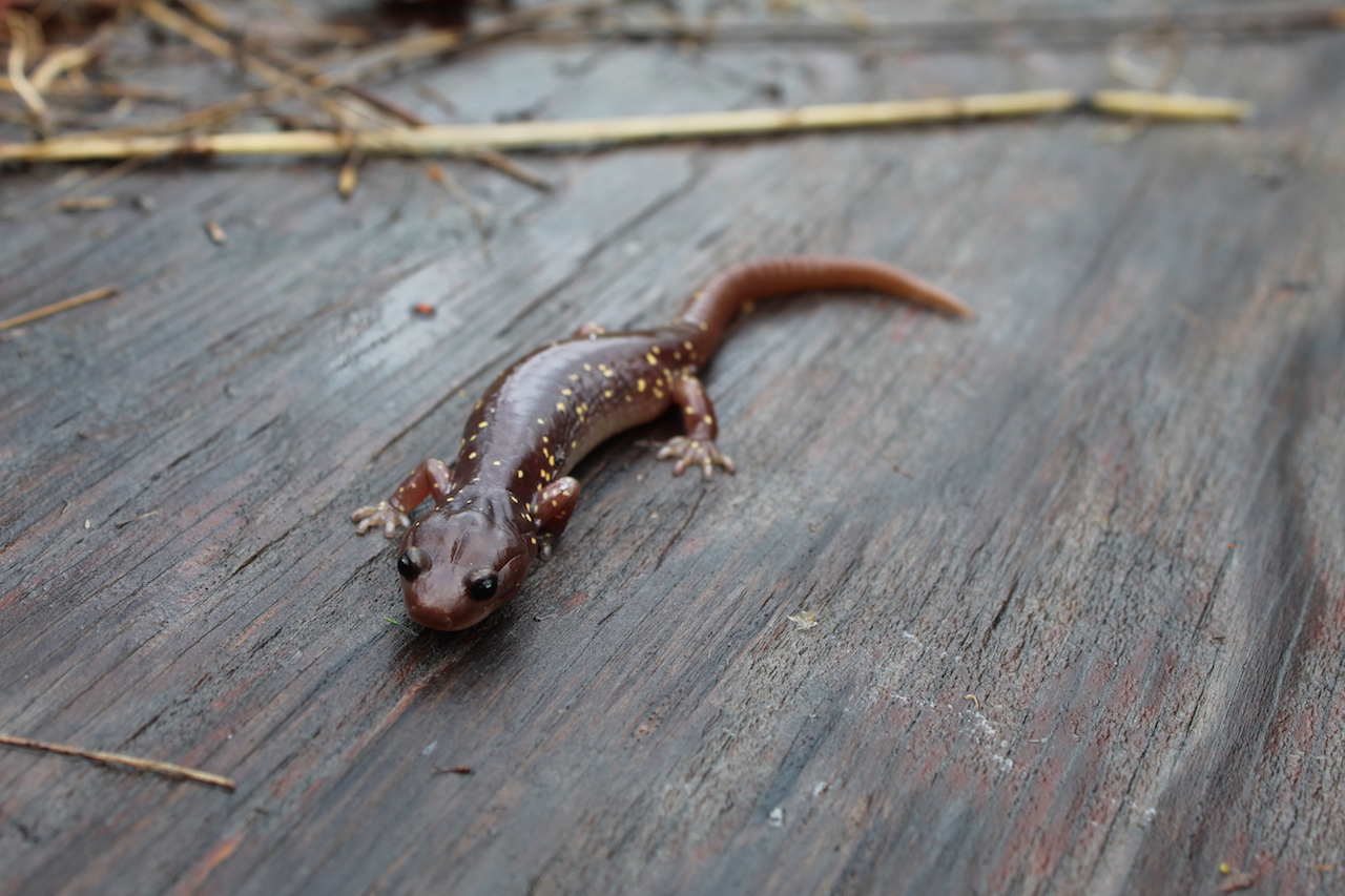 Arborreal Salamander