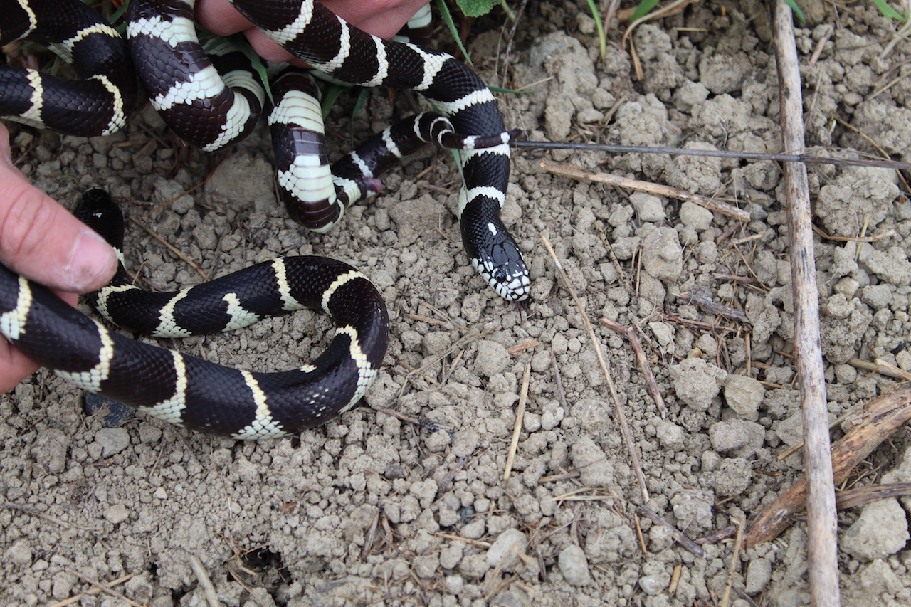 Double Kingsnakes