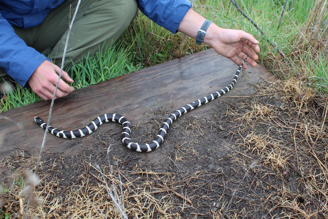 Califonia Kingsnake