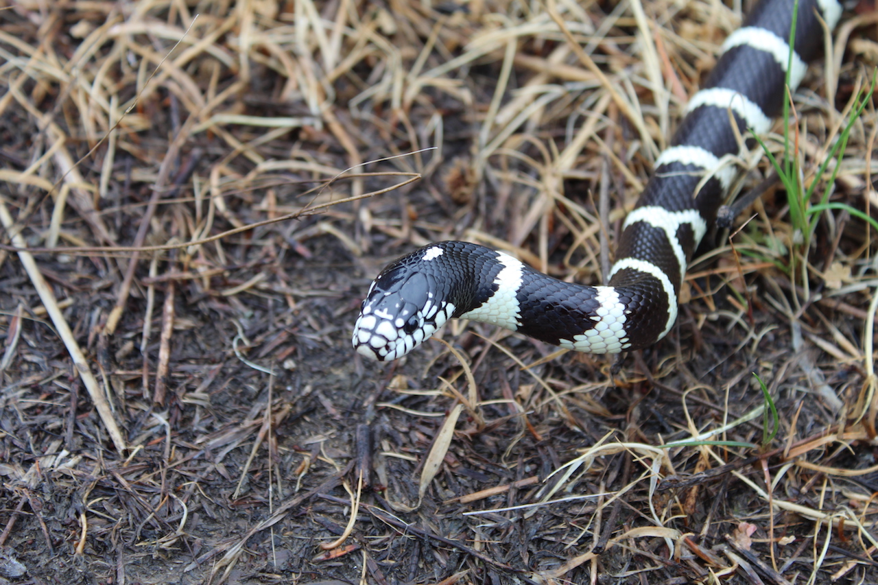 Califonia Kingsnake