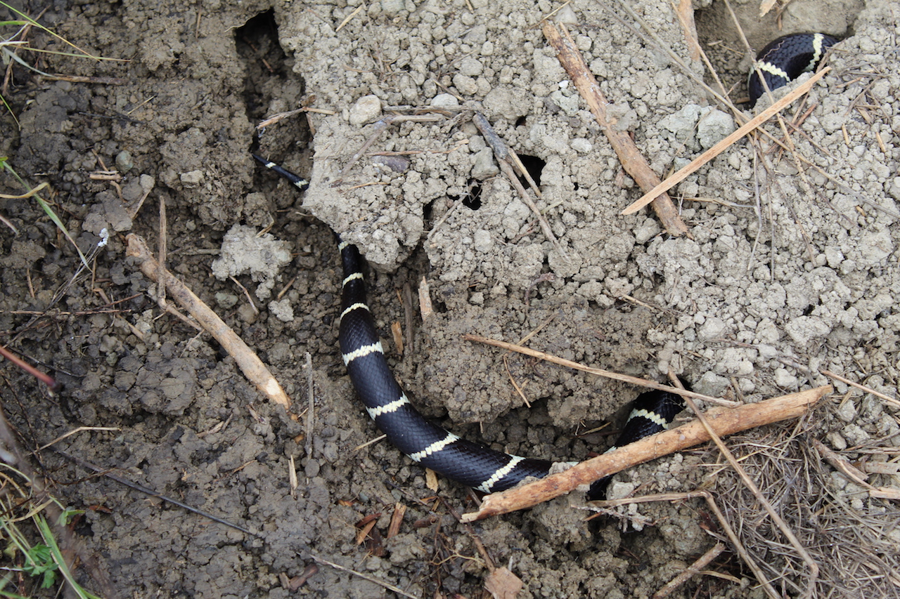 California Kingsnakes