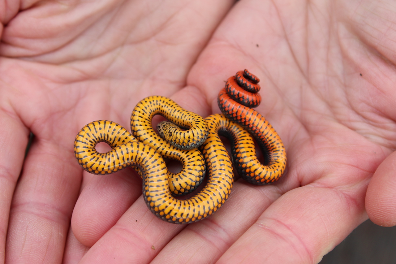 Pacific Ring-necked Snake