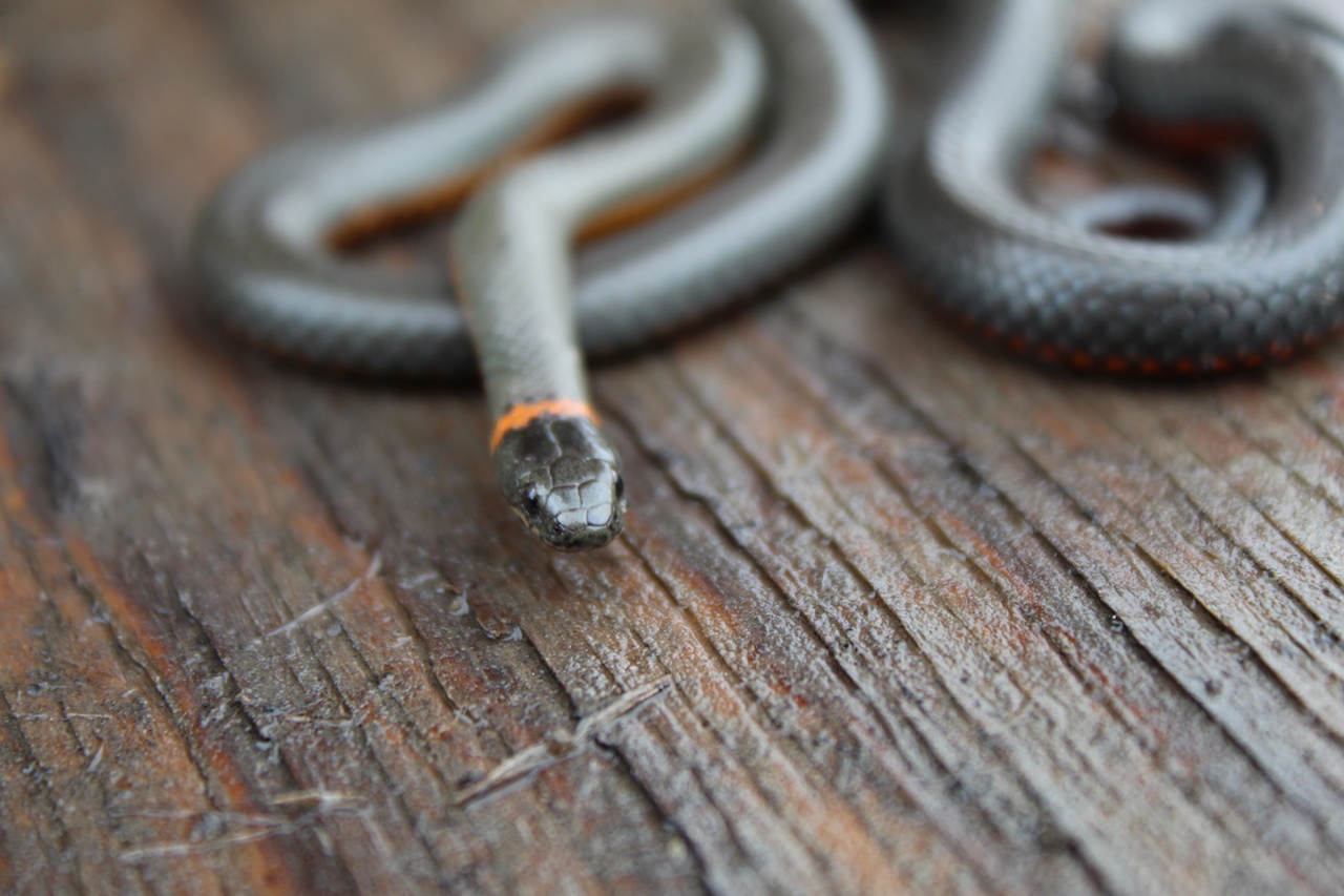 Pacific Ring-necked Snake