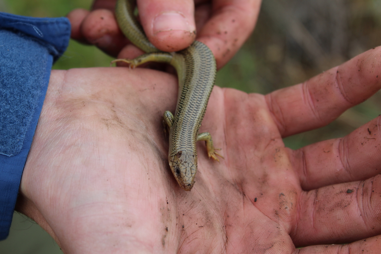 Variegated Skink