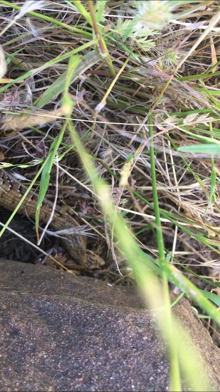 Feasting Alligator Lizard