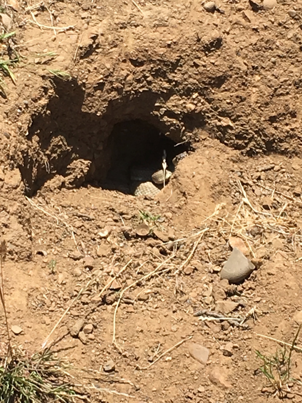 Northern Pacific Rattlesnake peeking out of a hole