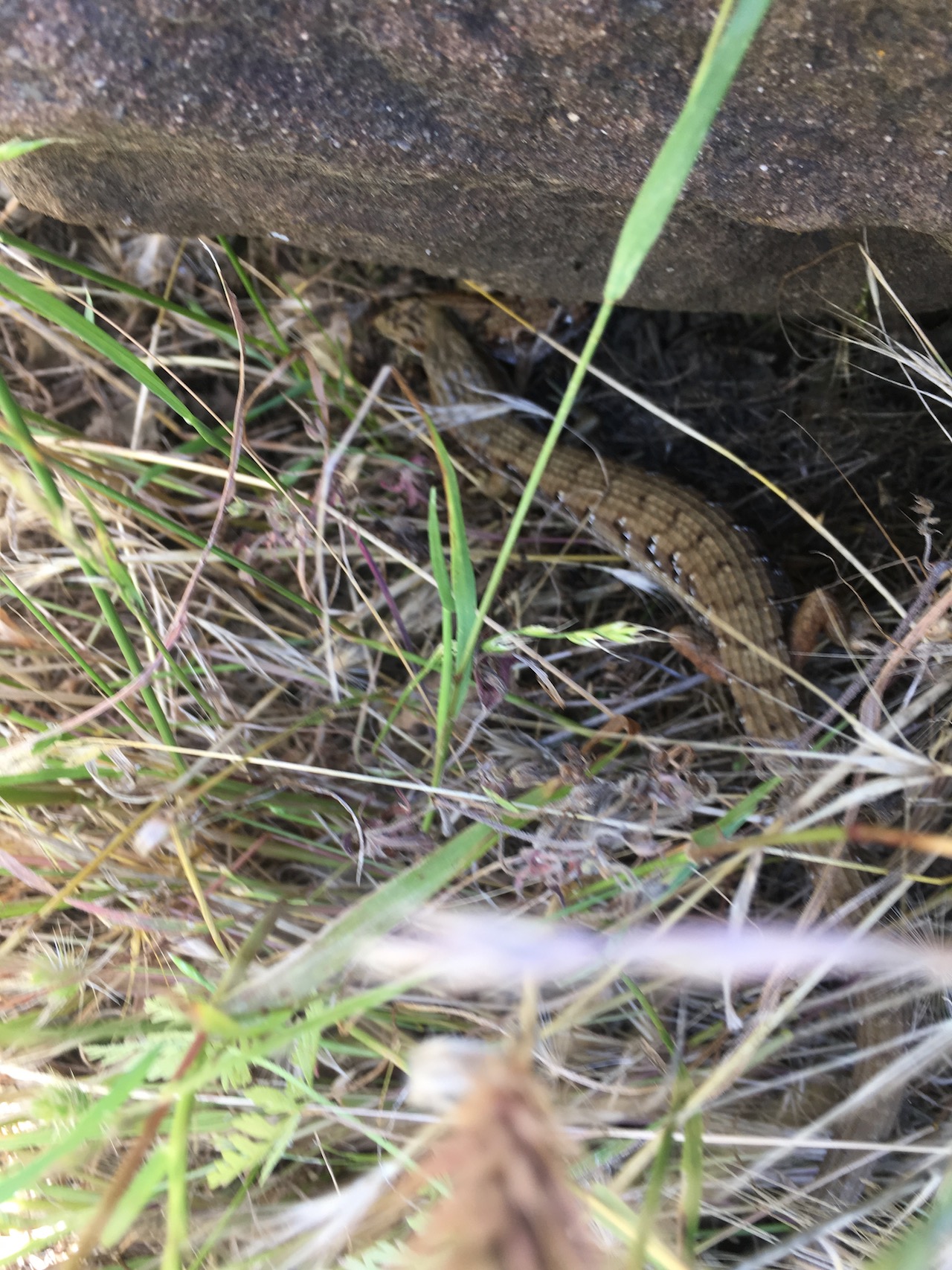 San Francisco Alligator Lizard