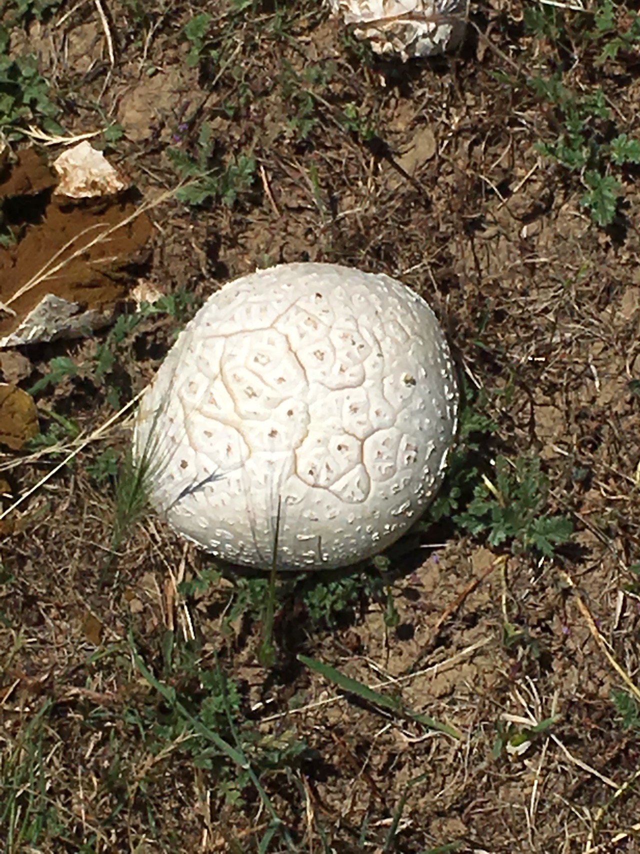 Western Giant Puffball