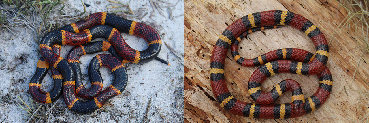 Eastern Coral Snake vs Scarlet Kingsnake Comparison