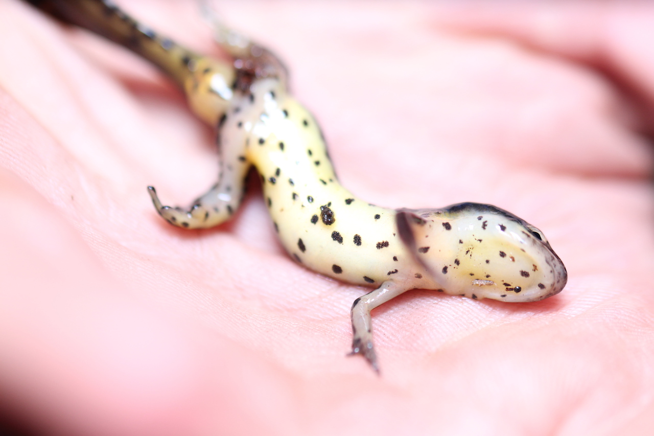 Broken Striped Newt