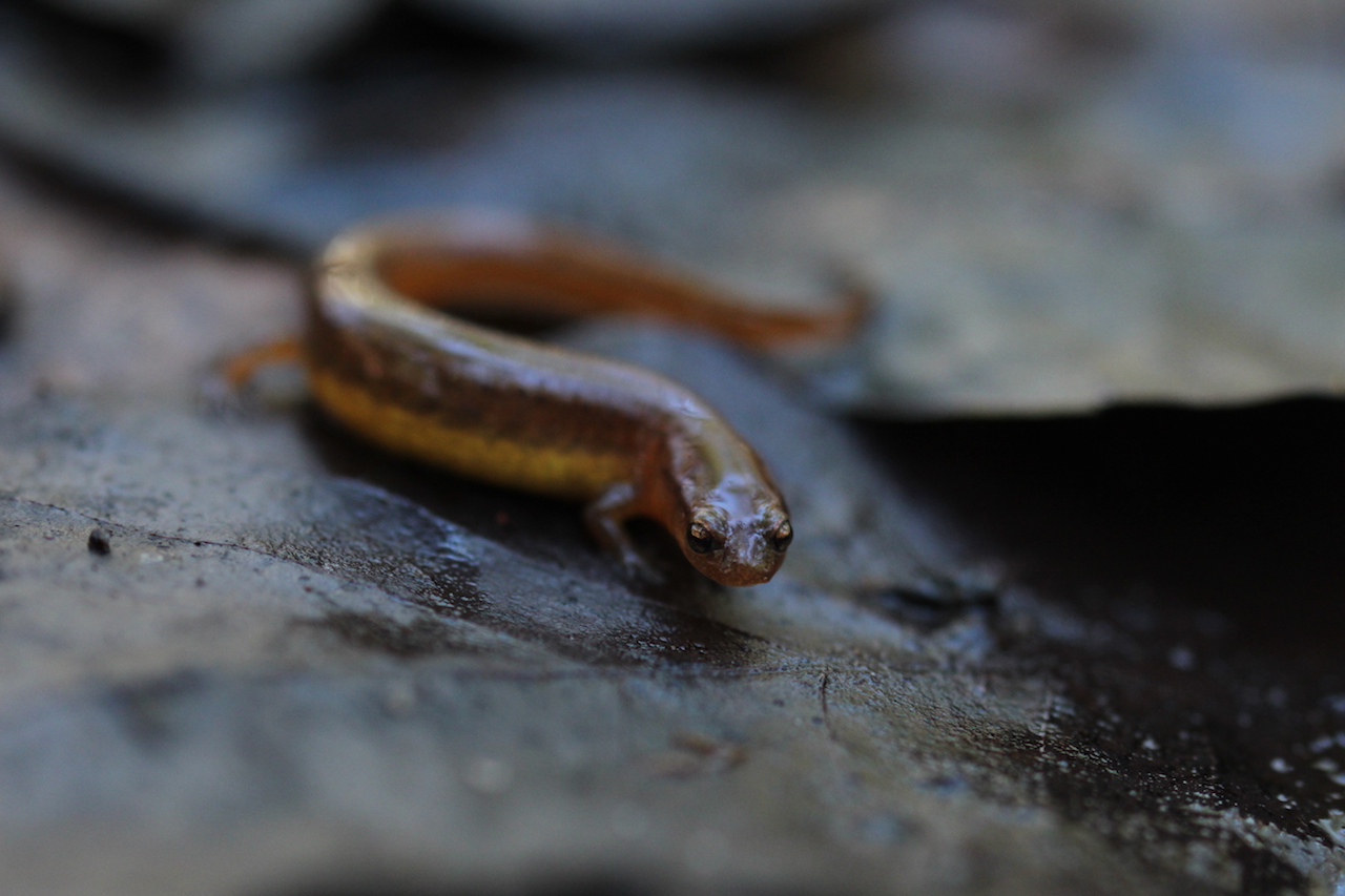 Carolina Sand Hill Salamander