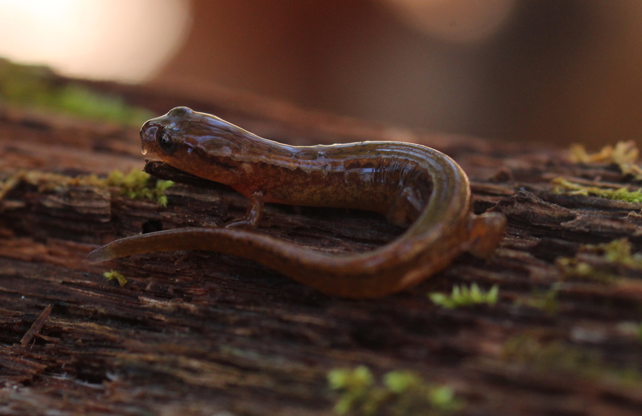 Carolina Sand Hill Salamander