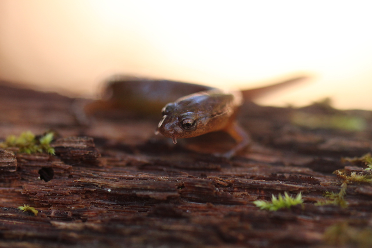 Carolina Sand Hill Salamander