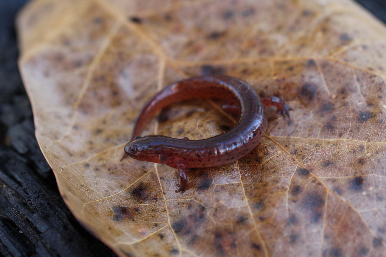 Mud Salamander