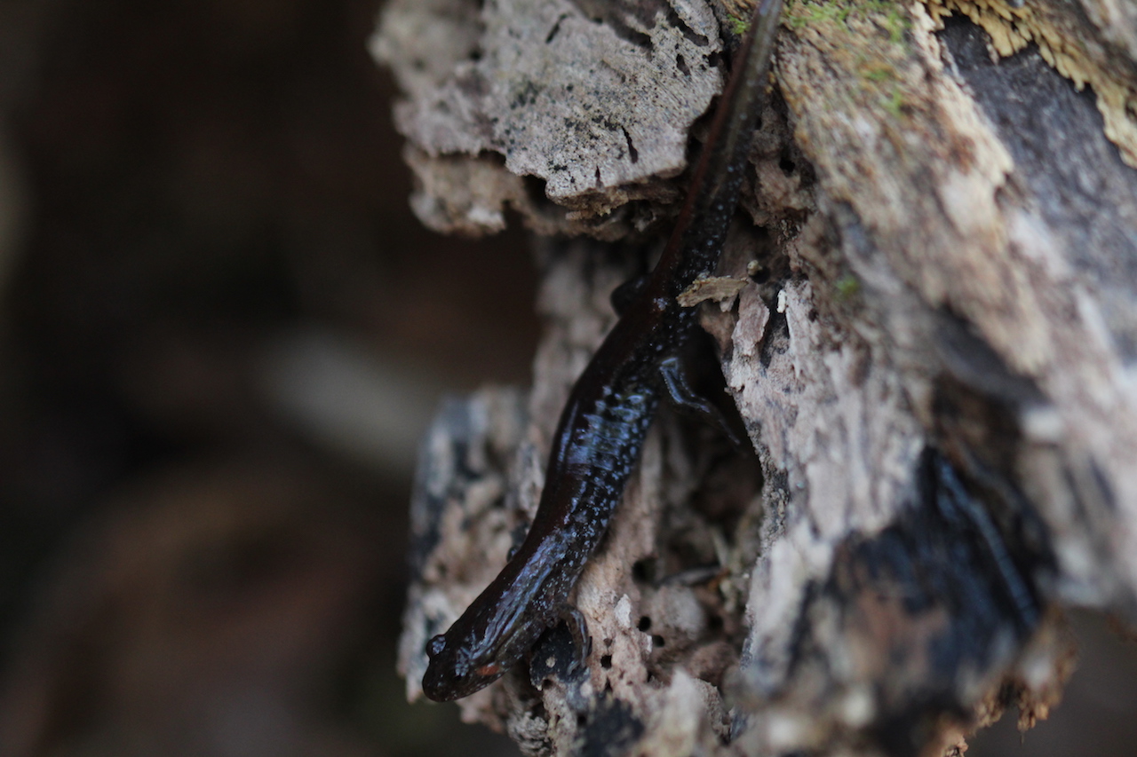 Southern Dusky Salamander