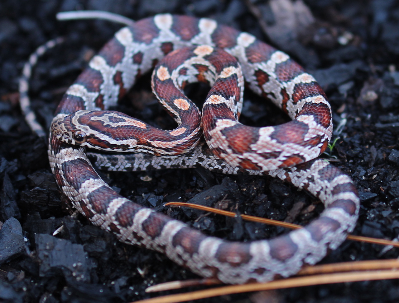 Corn Snake