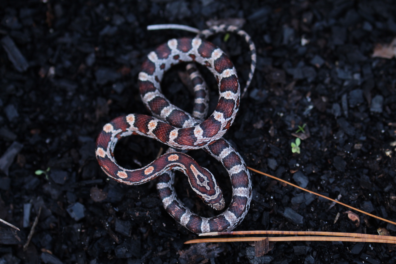 Corn Snake