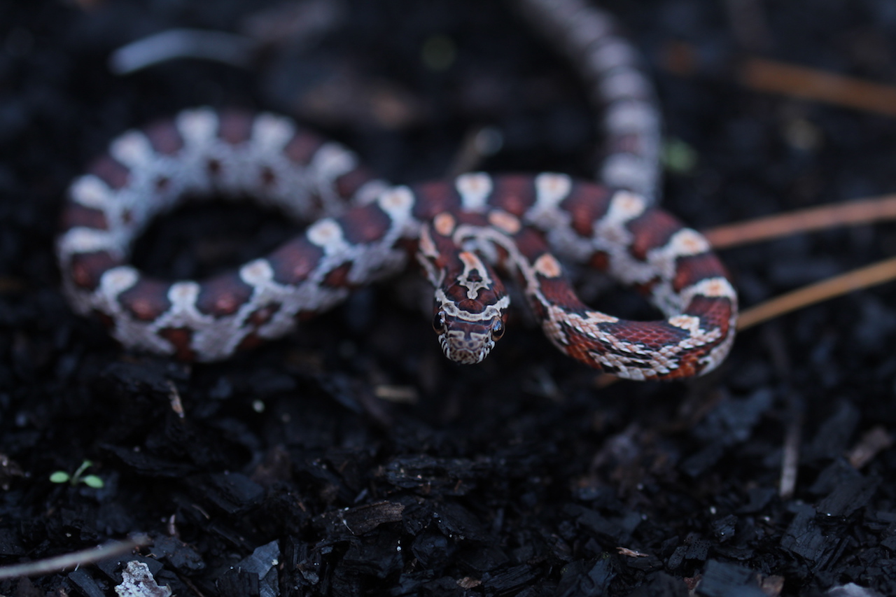 Corn Snake