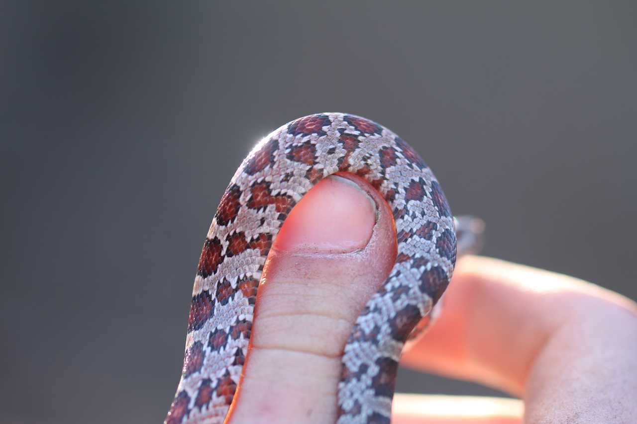 Corn Snake